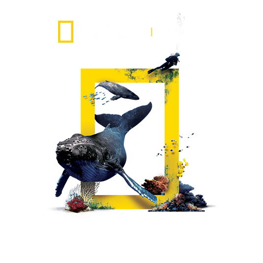 National Geographic Now