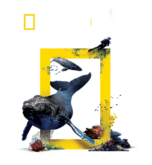 National Geographic Now